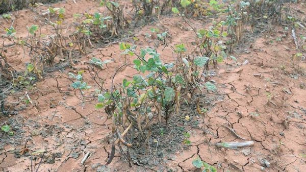 SDAYR alerta por afectaciones en cultivos de Cuerámaro y Abasolo