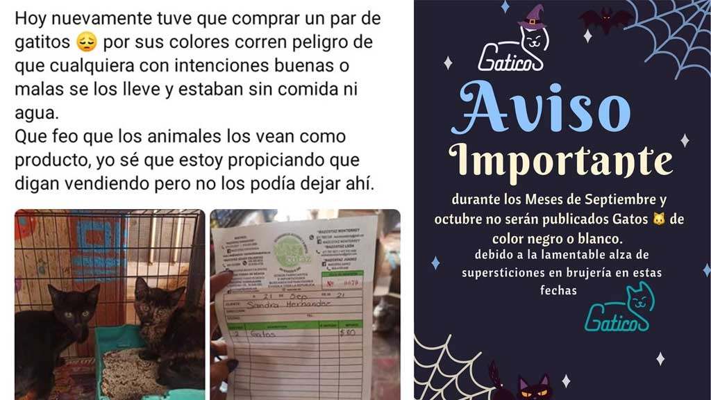 Por qué octubre es temporada de riesgo para gatos negros y blancos