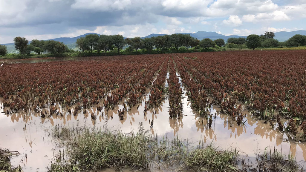 Lluvias dañan más de 5 mil hectáreas en Guanajuato: aún esperan buena cosecha