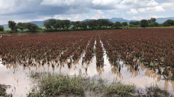 Lluvias dañan más de 5 mil hectáreas en Guanajuato: aún esperan buena cosecha