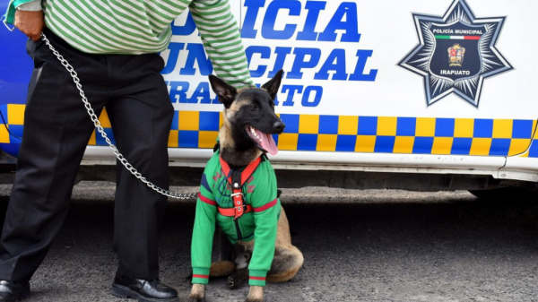 Lomito deja a su familia humana y consigue trabajo en el K9 de Irapuato