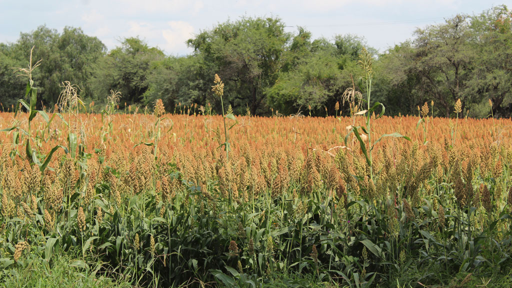 Sistema Producto Sorgo desconoce producción agrícola en Guanajuato