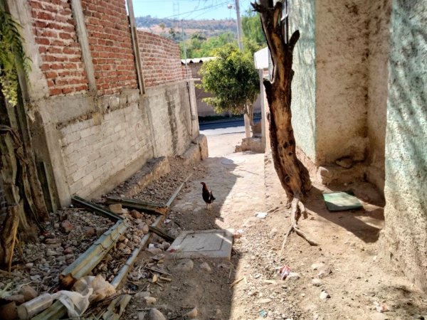 Silao: impunes, ladrones en Capulín de la Cuesta se llevan hasta las gallinas