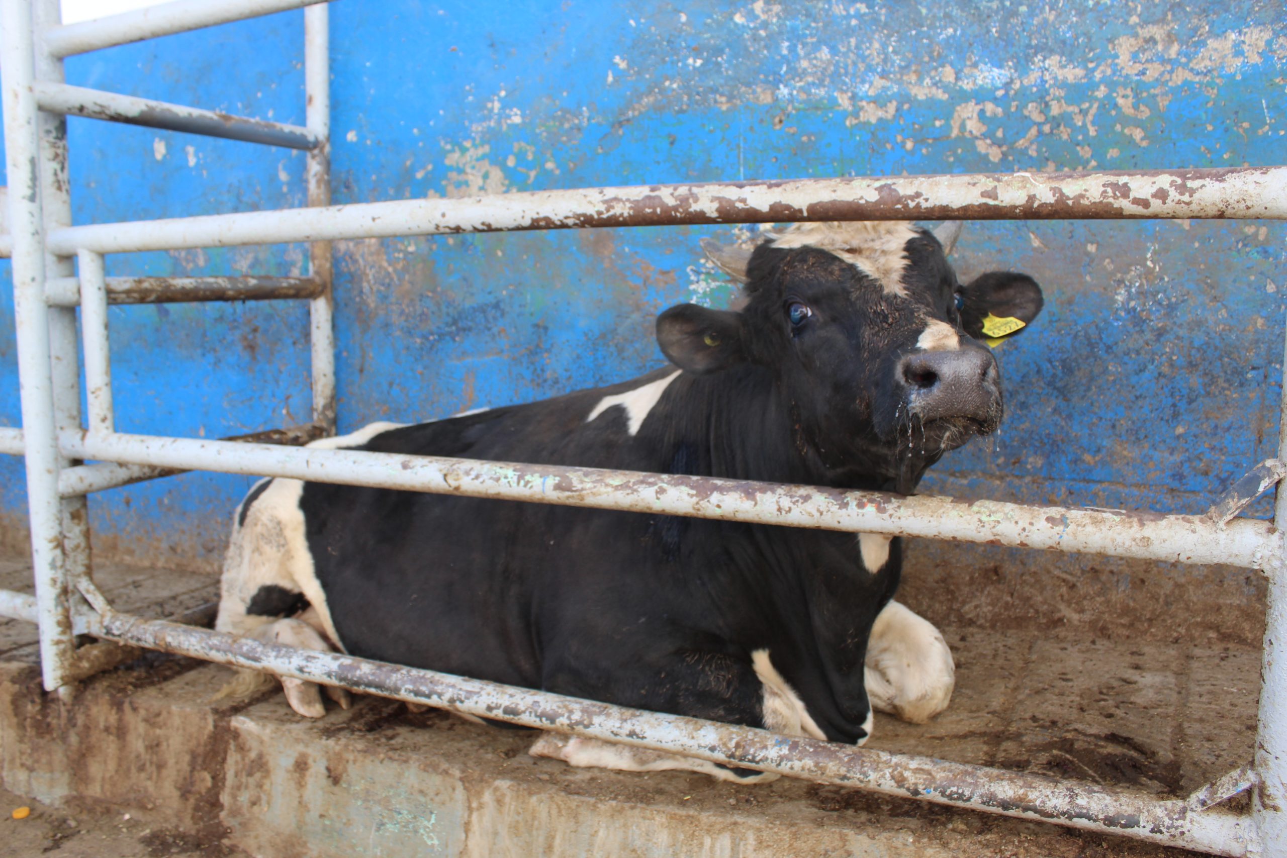 Vacas careras: litro de leche vale más que un litro de gasolina