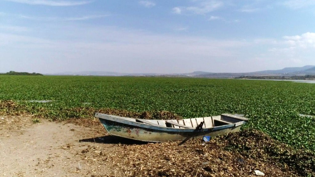 Atenderán en San Miguel retiro de lirio de la presa Allende con maquinaria especial