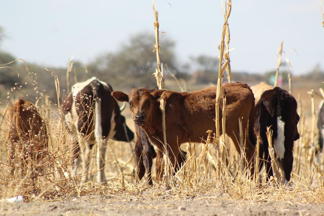 Conflicto entre Rusia y Ucrania pega a los insumos del campo en el Bajío