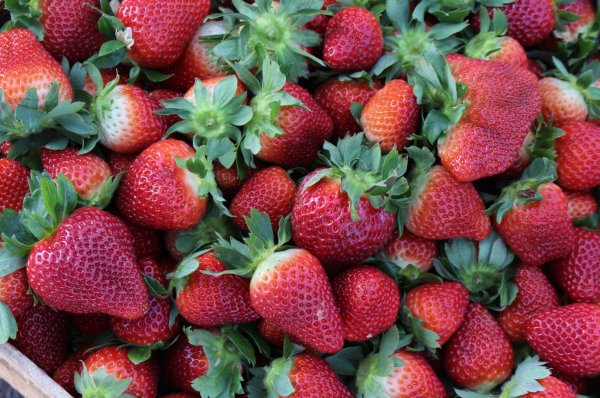 Las Fresas de Irapuato: un viaje de esfuerzo, dedicación y sabor  