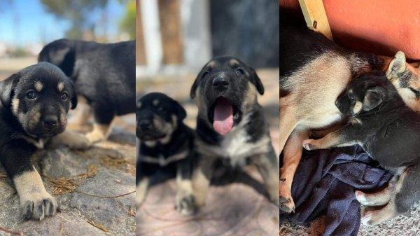 Perrita mestiza y sus tres pequeñas crías buscan un nuevo hogar en Silao