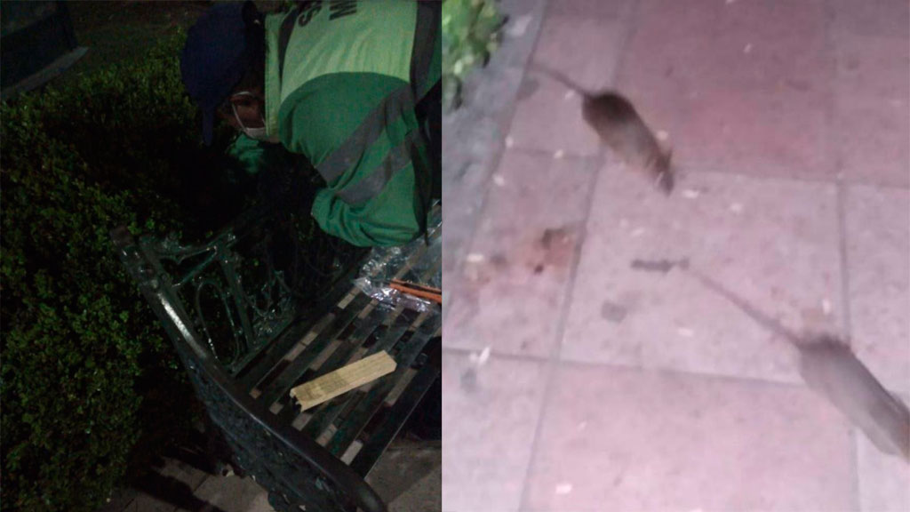 Aseguran haber exterminado 90% de ratas en jardín de San José Iturbide