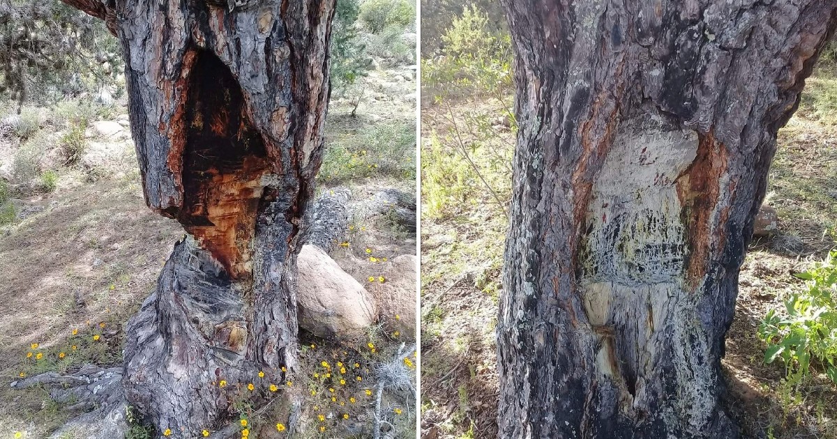 Denuncian deforestación de árboles de piñón en Tierra Blanca