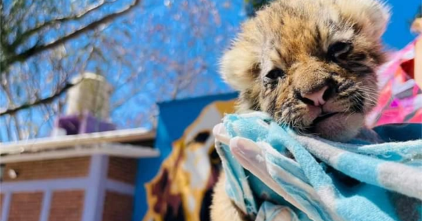 Tigre rescatado en Celaya se encuentra delicado de salud; tenía días de nacido