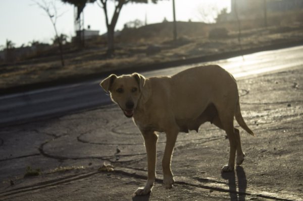 Juguetona y traviesa así es La Flaca, la perrita más rebelde de León