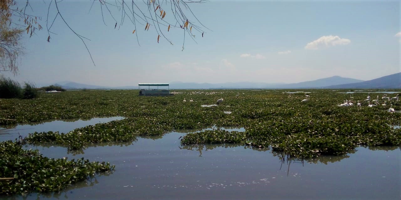 Conagua pide operar las plantas de tratamiento de Guanajuato contra lirio acuático