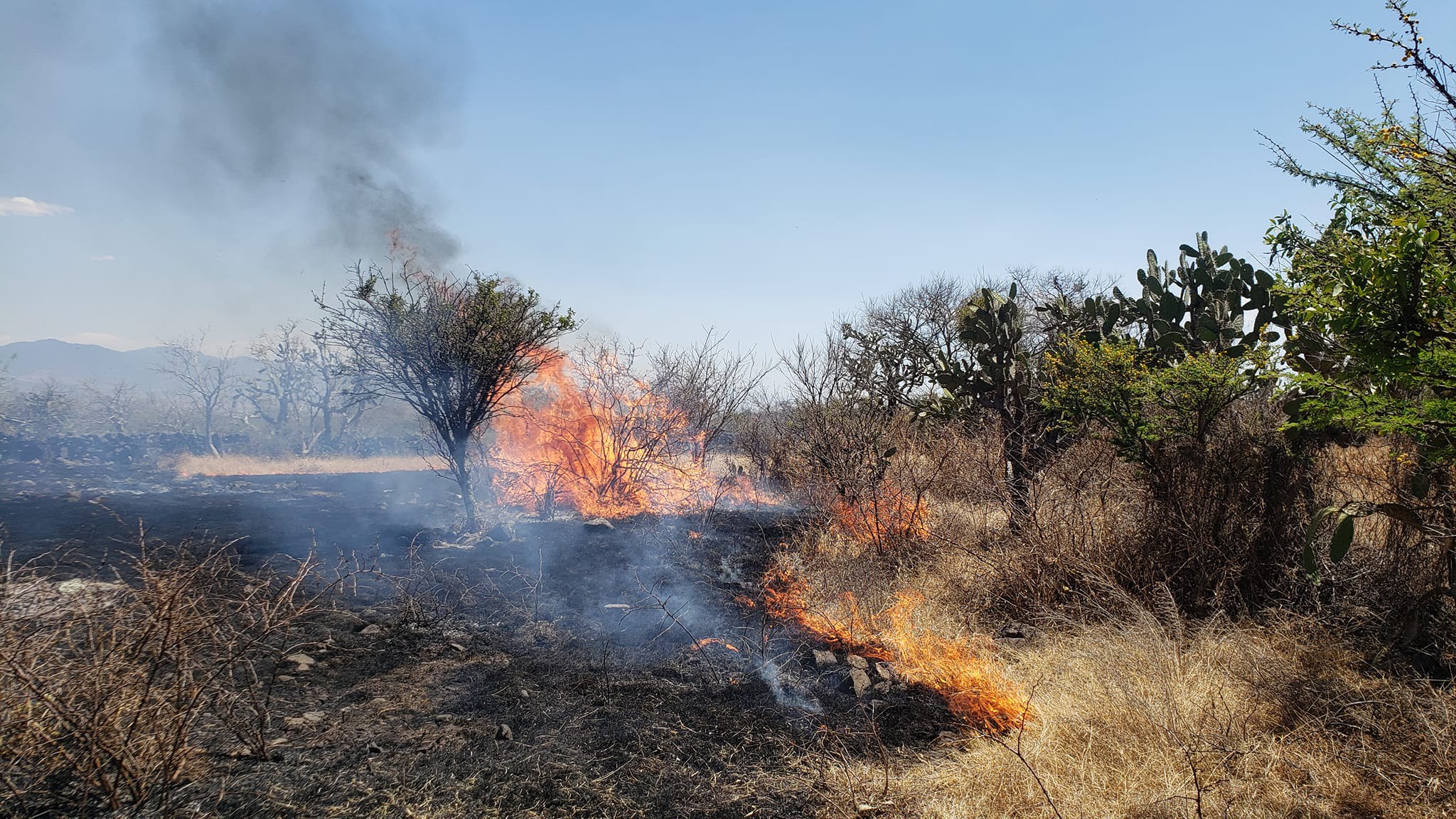 Protección Civil y voluntarios luchan contra incendios en zonas rurales de Jerécuaro