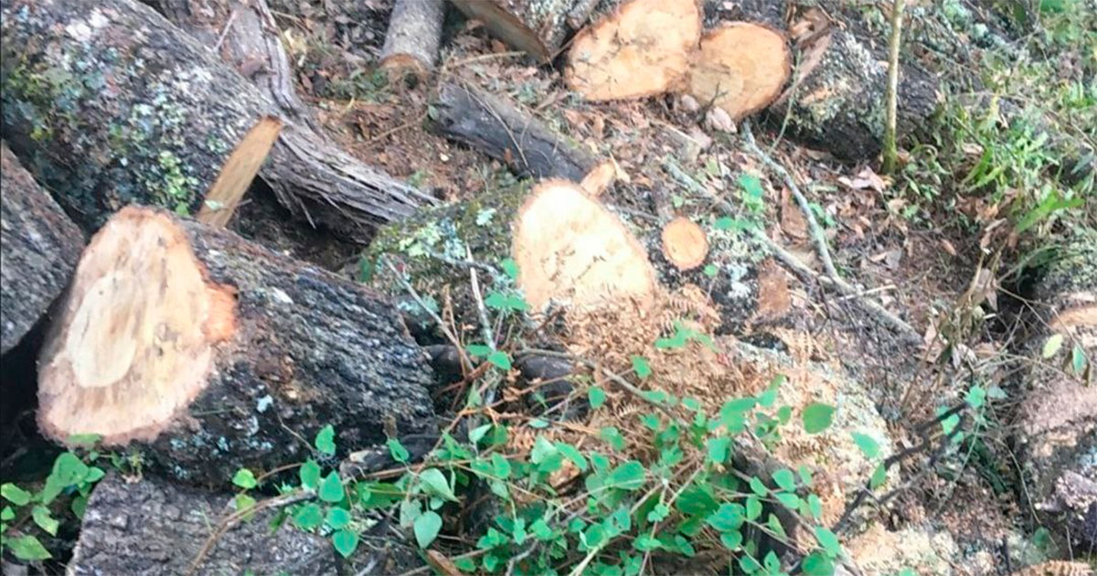 Afloran deslindes, pero la tala ilegal sigue en la Sierra Gorda de Guanajuato