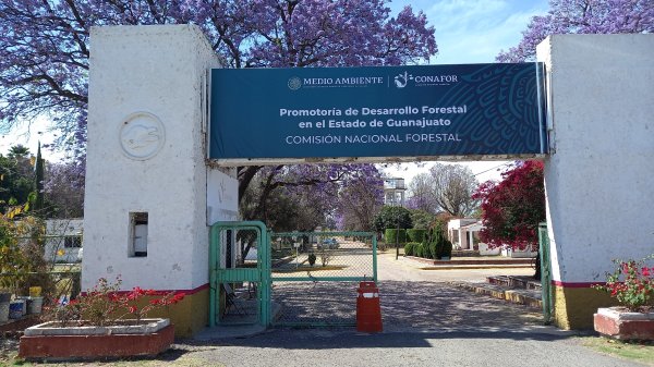 Conafor se dice sin facultades ante tala ilegal en la Sierra Gorda de Guanajuato