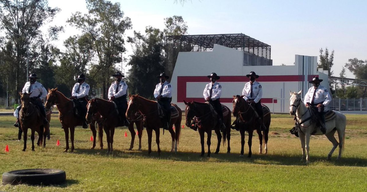 Denuncian posible maltrato a caballos de la Policía Montada de Irapuato