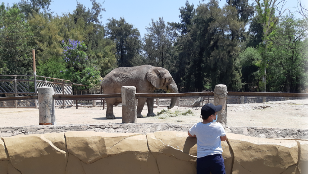 Crisis en el Zoo León: enfermedades acaban con la vida de 171 ejemplares en 2 años