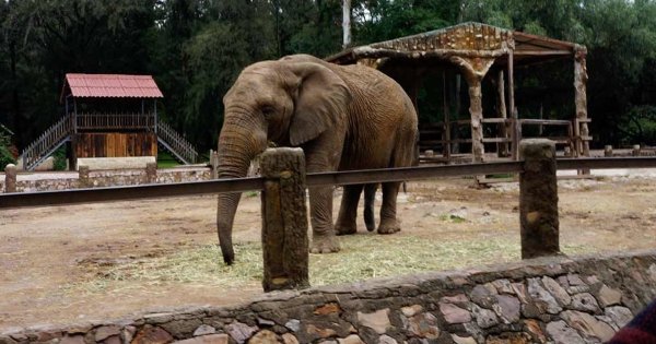 ZooLeón defiende buena atención a animales: no escatimamos recursos