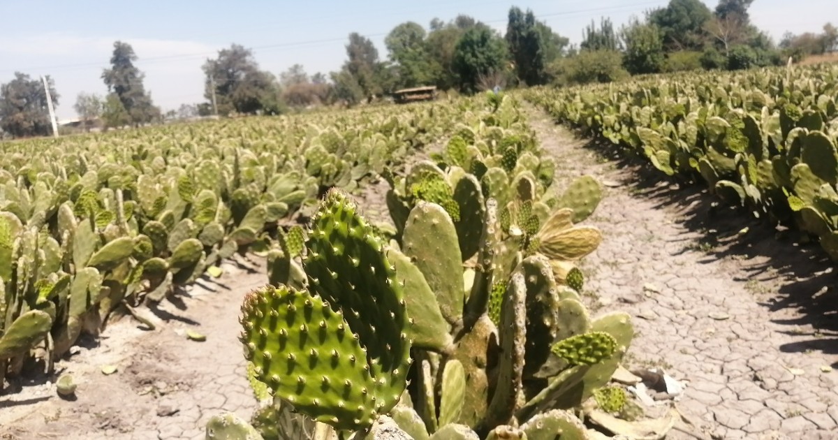 Ventas de nopal en Valtierrilla incumplen lo esperado para cuaresma