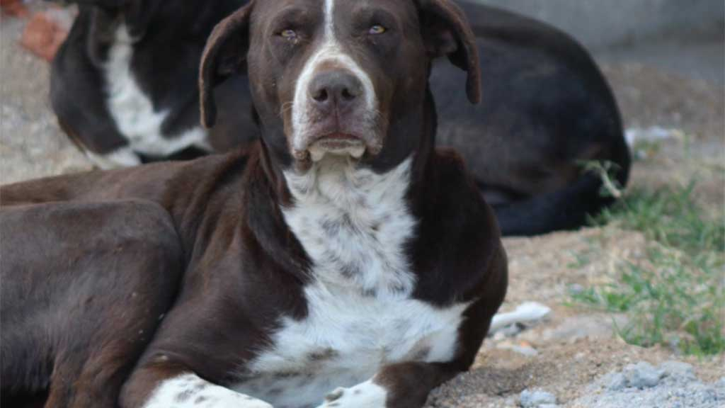 Juana rescata a perros abandonados a causa de la violencia por el narco