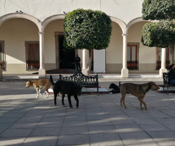 Perros callejeros proliferan en el centro de Salamanca