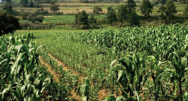 Critican campesinos estrategia de Sinhue para el maíz; exigen seguridad para el campo