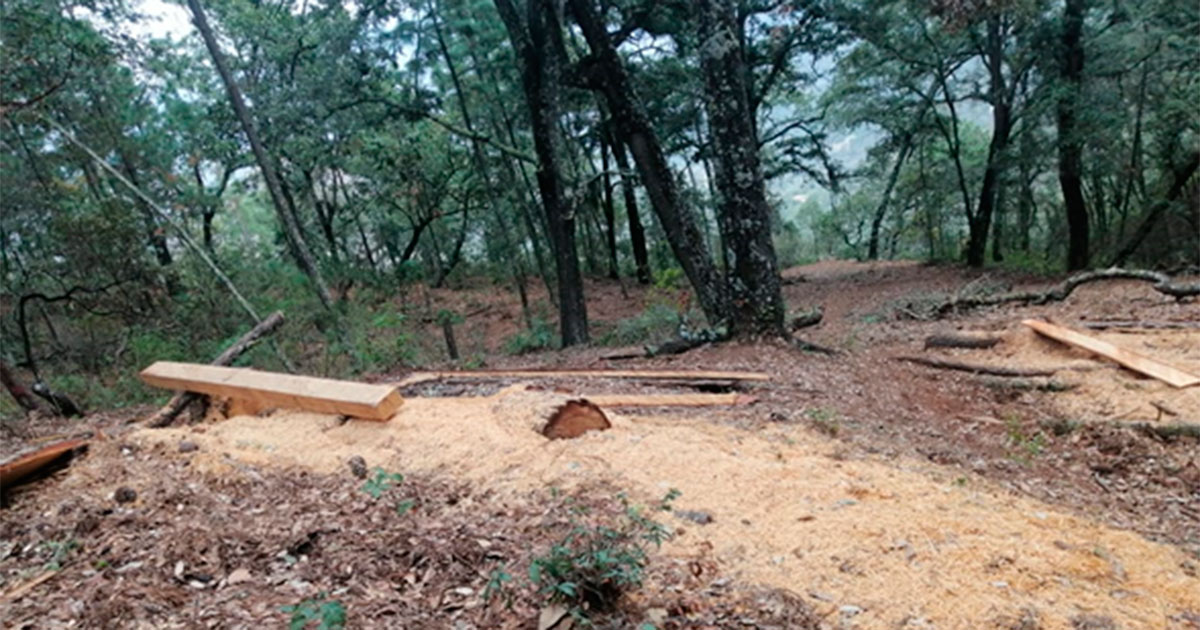 Urge otra actividad económica para combatir la tala ilegal en la Sierra Gorda