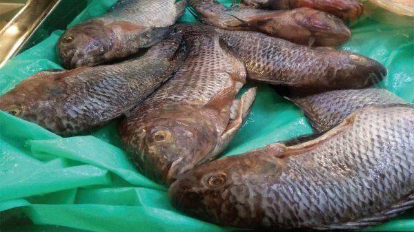 Decomisan mojarras en Cuerámaro por estar contaminadas con bacterias