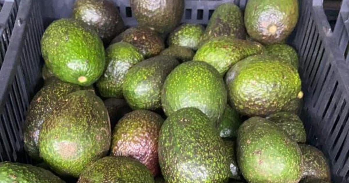 El guacamole ya es un lujo: aguacate se eleva hasta los 90 pesos el kilo