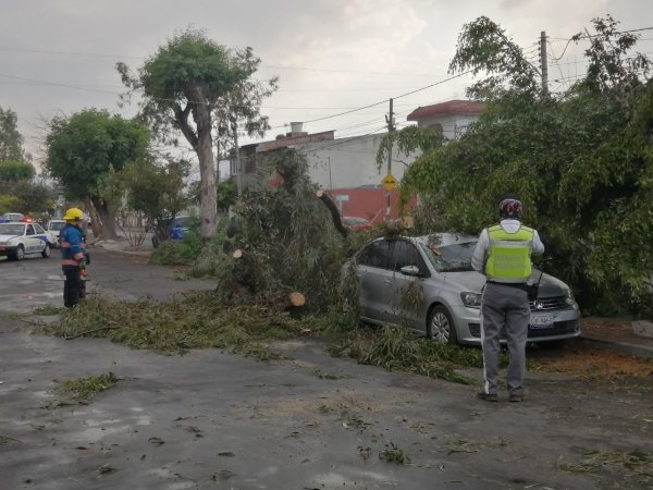 Un árbol caído y la explosión de un transformador,  los daños por lluvia en Celaya