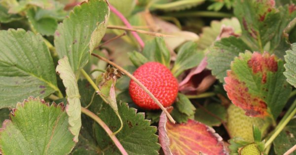 Por plaga, preparan protocolo e incluir cultivo de fresa en seguro de catástrofes