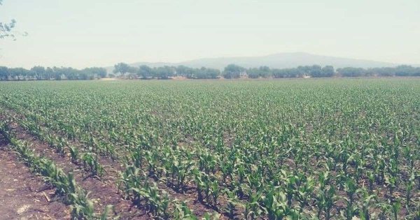 Campesinos de Silao y Romita piden a Sinhue y AMLO intervenir en precio de urea