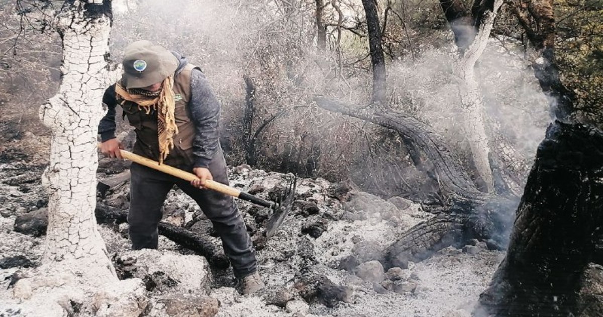 Fauna sufre los incendios forestales en las sierras de Puruagua y Cielo Azul