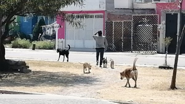 Fraccionamiento Barlovento sufre ahora por la proliferación de perros