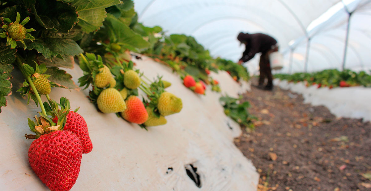 Dedicarán el  Encuentro de Berries en Guanajuato a atender la plaga pestalotia