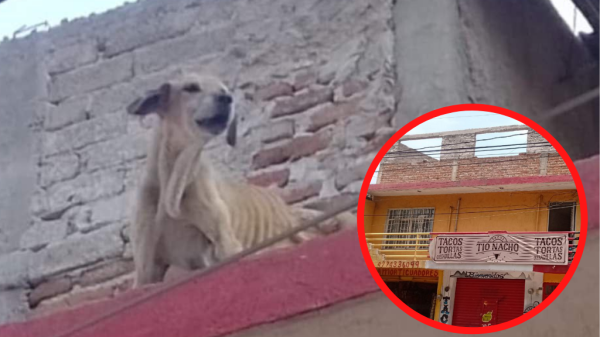 ¡Indignante! Reportan maltrato animal de dos perros en locales de la colonia León I