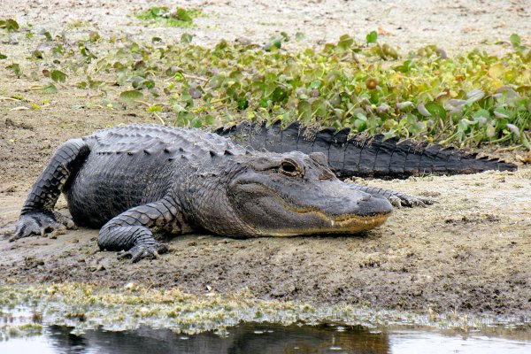 Caimanes en el Río Bravo ¿la nueva táctica para cohibir a migrantes?