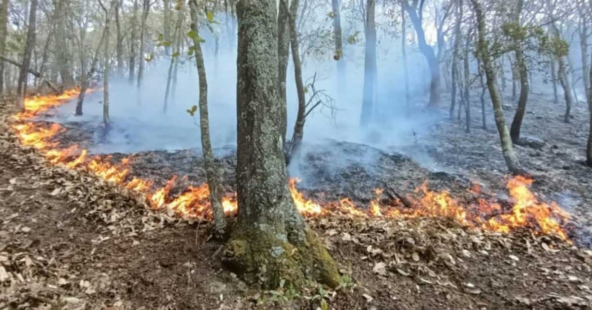 Incendio en Santa Rosa consume 15 hectáreas; tras 11 horas lo extinguen