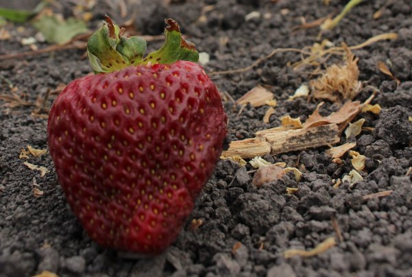 Buscan prevenir más daños en cultivos de fresa por Pestalotia