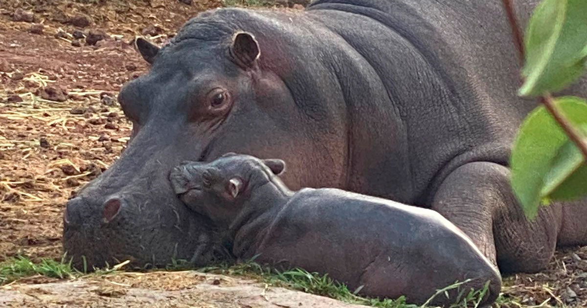 Zoológico de Moroleón es ‘nido de amor’: planean reproducción de hipopótamos