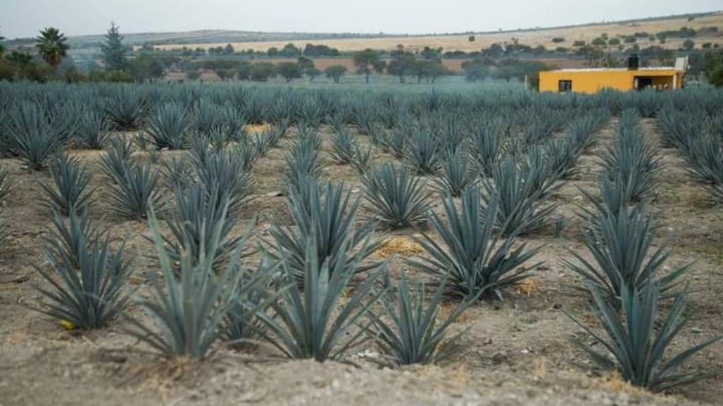 Guanajuato: Cultivo de agave traerá problemas al medioambiente, advierte experto