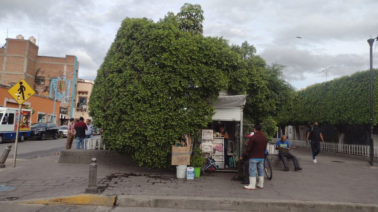 Colapsa árbol antiguo en la Plaza Libertad de Silao; no pudo ser rescatado