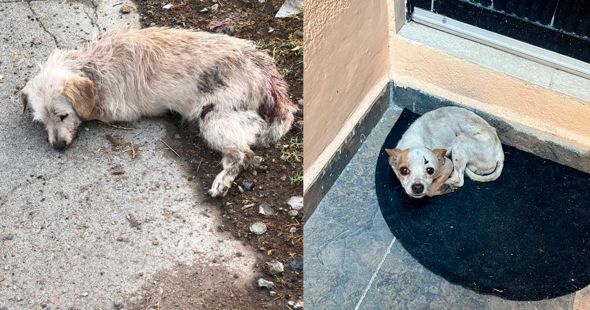 Alarma falta de responsabilidad con mascotas en Salamanca