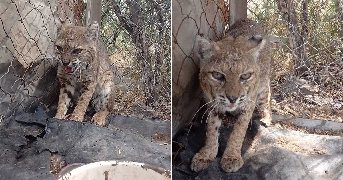 Liberan a lince en Purísima del Rincón que atacaba corrales para alimentarse