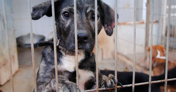 Dueños las abandonaron: sacrifican a 6 de cada 10 mascotas entregadas al CCBA