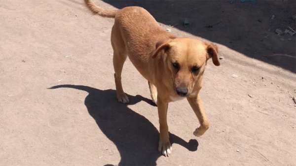 Rescatarán Centro de Control Canino en San José Iturbide