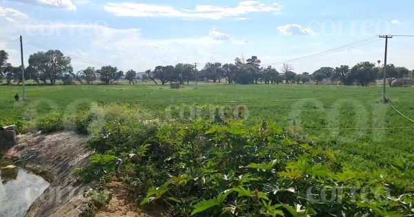 Hallan cadáver con impactos de bala en un sembradío de Silao