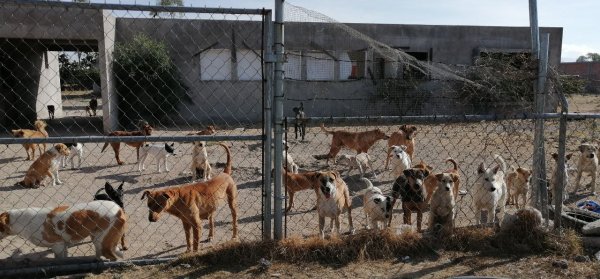 Tras denuncias alistan rehabilitación de perrera de San José Iturbide