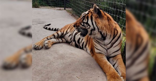 Felinos rescatados en Zoológico de Irapuato permanecerán en cuarentena